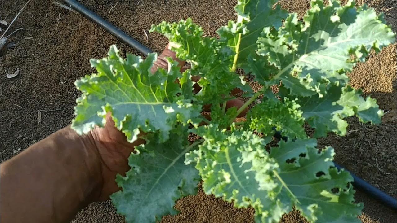 Pruning Our Kale Plants YouTube