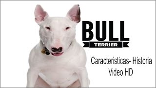 Bull Terrier Historia De Esta Magnifica Raza