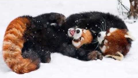 SkyDam - Like Red Pandas in Snow