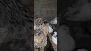 Gainiile Si Puisorii