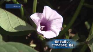 都内では珍しいサツマイモの花 開花 Youtube