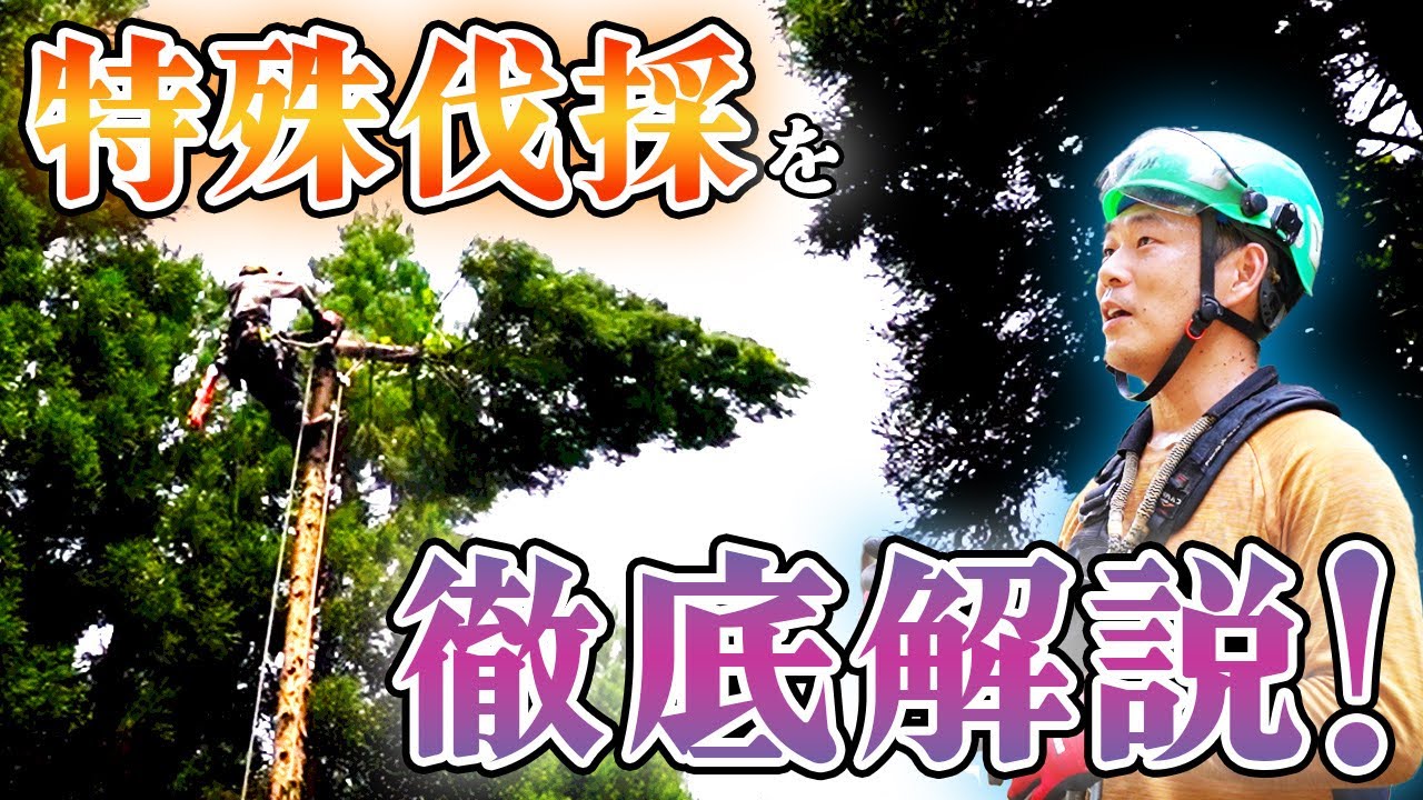 【解説】道具・トップカット・グラウンドの動きまで徹底解説！｜宮崎県美郷町の木こりさんたちに池田太一が特殊伐採を解説！