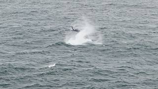 Information Humpback Whale Shaking It, Pacifica 8-12-26 Guide