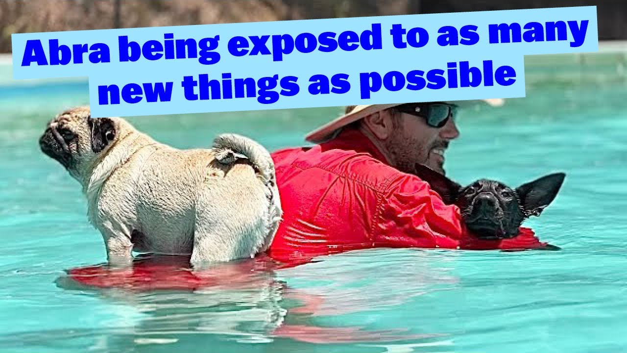 Abra Being Exposed to as Many New Things as Possible 