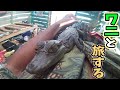 ワニ２匹との旅がスタート〜アマゾンイカダ旅〜