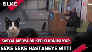 Sosyal Medya Bu Kediyi Konuşuyor Seke Seke Hastaneye Gitti