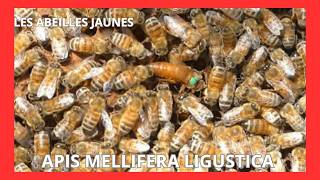 Apis mellifera ligustica