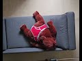When you just wana be a bear and nap... #bear #chub #transformation