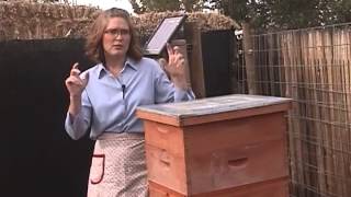 High Elevation Honey Bees In Colorado