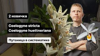 2 новые целогины. Разбираемся в систематике, пересаживаем и рассуждаем.