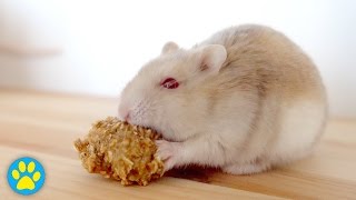 Tiny Dwarf Hamster Eating A Cookie (Full Length)