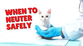 When To Neuter Male Cats | Two Crazy Cat Ladies #cats #spayandneuter #cat