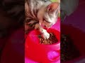 Purrs and pranks best moments 8