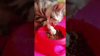 Hilarious Cat Fails 😂& Epic Pet Pranks - Try Not To Laugh Challenge🐱Purrs And Pranks Best Moments #8