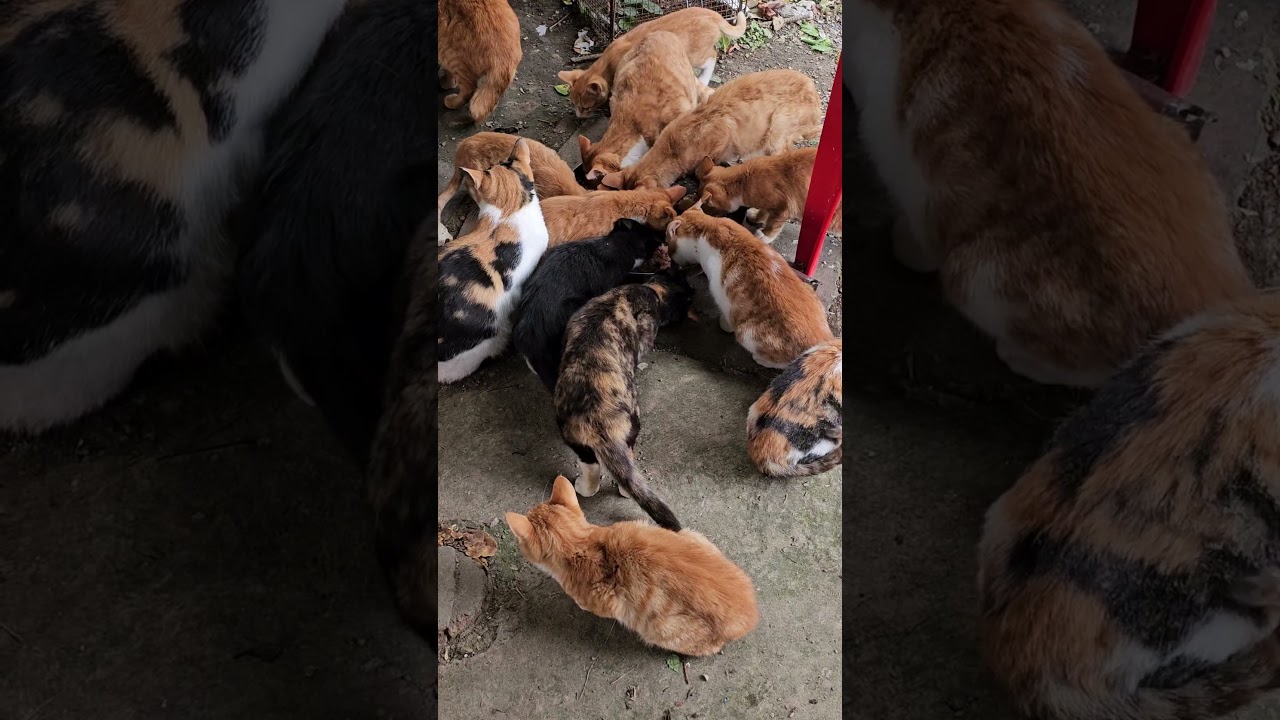 고양이 맛나 냠냠 Moon Veil