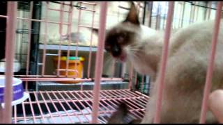 Loud Siamese Cat at Carti