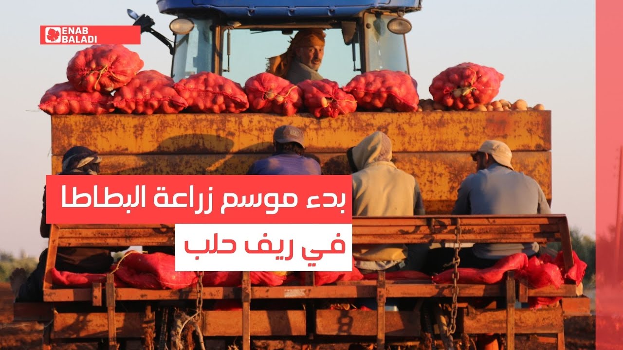 بدء موسم زراعة البطاطا في ريف حلب