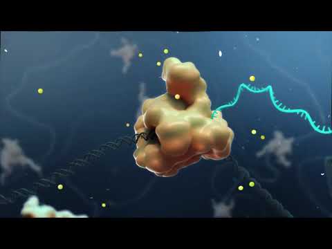 Video: Kemajuan Terkini Dalam Pencarian C-Myc Transcriptional Cofactors Semasa Tumorigenesis