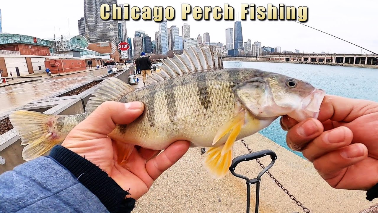 Chicago fishing: Lakefront perch begins, pier passes begin Wednesday -  Chicago Sun-Times