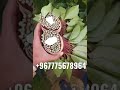 قات تخازين السعودية الخضراء أبوعريش صبيا كحلا 967775678964 قات تخازين السعودية الخضراء أبوعريش صبيا كحلا 967775678964