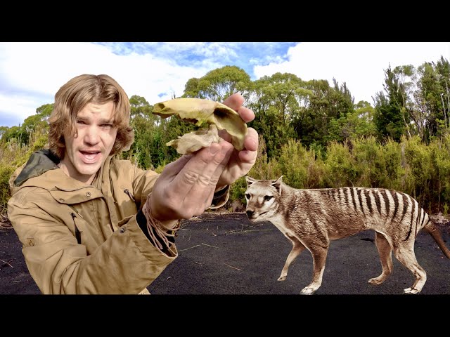 Is the TASMANIAN TIGER Still Alive? (THYLACINE) Pt.2 - YouTube