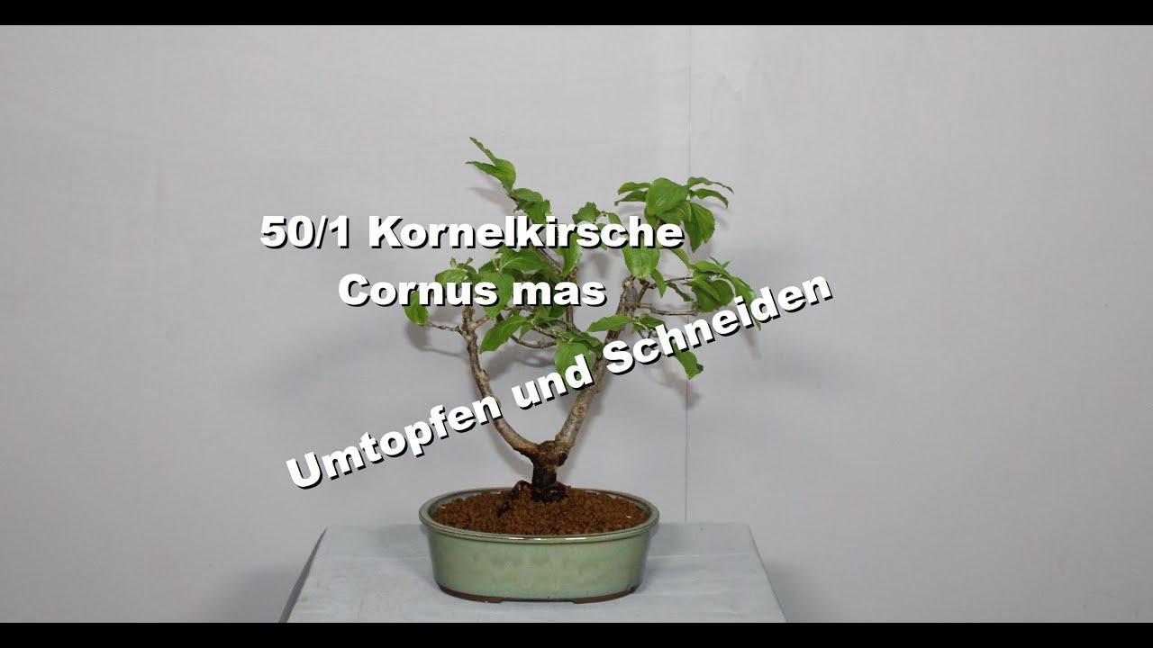 trinkbecher aus bambus Adonis Trinkbecher Bambus – STILLSEGLER main image 1
