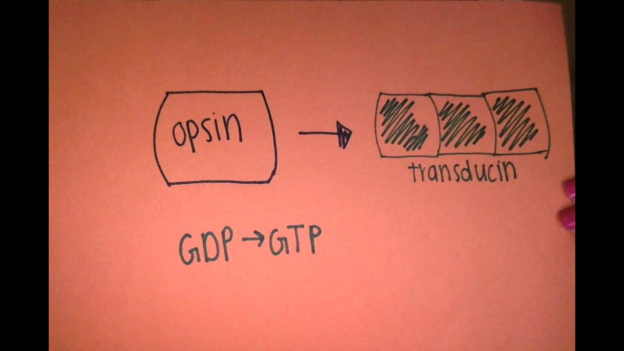 Photo transduction In the Rod Cell of the Retina - YouTube