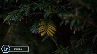 Information How I Retouch My Macro Nature Photography | Lightroom CC Tutorial Guide