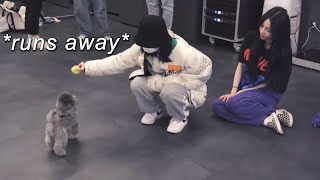 dogs running away from winter #aespa