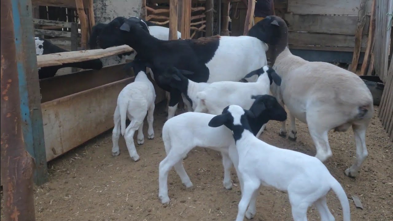 OVELHAS COM FILHOTES PRA VENDE EM SANTA CRUZ DO CAPIBARIBE-PE  81 99545-3195