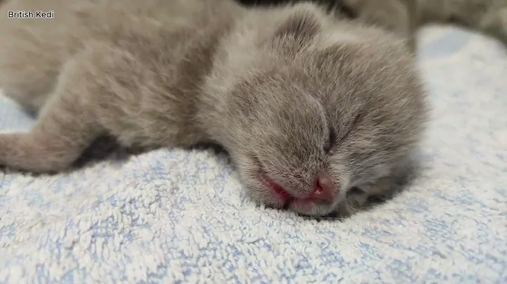 Watch the video about Do Mothers Remember Their Kittens? What Are Their Social Bonds Like? British Cat