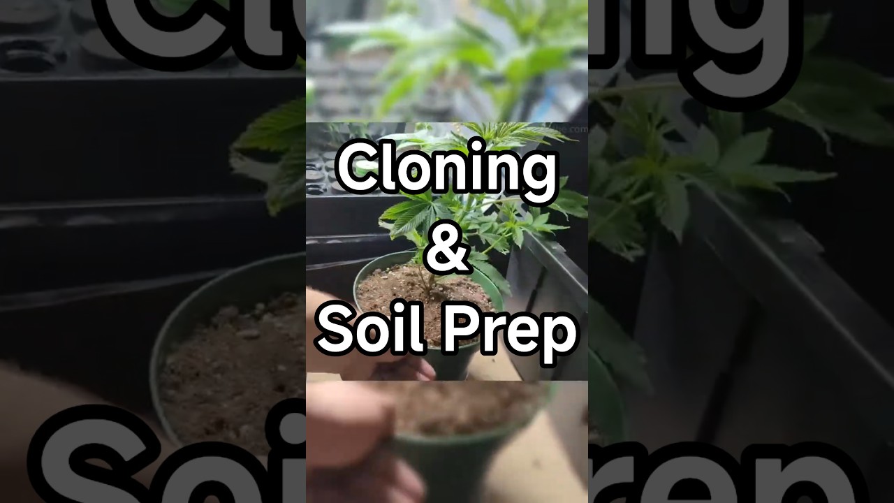 Клонирование и подготовка почвы 🌱 | Новости сада