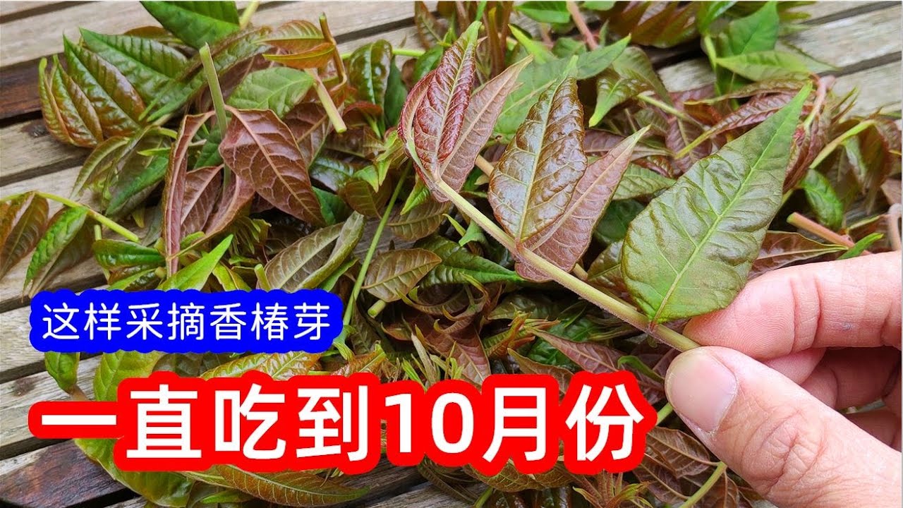 我这样采摘香椿芽 一直可以吃到10月份 木质化枝条千万不要整个掰下来 如何采摘香椿芽 Youtube
