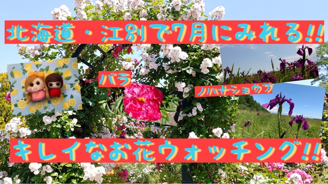 札幌主婦二人 江別にお花見 キレイなお花がすごい事になってた Youtube