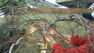 Merrifield Garden Center: How To Repair a Japanese Maple Damaged By a Storm