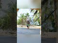 Peacock dancing #dancingpeacock #peacockdance #nature #birds #youtubeshorts #viralvideo