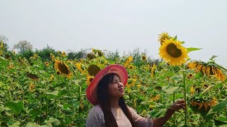 Sunflower 🌻🌻 short viral video🌻🌻🌻