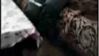 Download Lagu the funniest cat video you will ever see i hope MP3