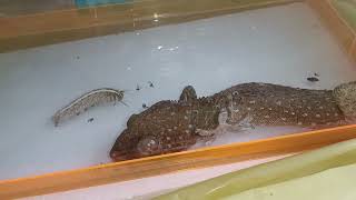 Why is the gecko afraid of a worm? #animals #gecko #worm @yongsieutv-mo4ke screenshot 3
