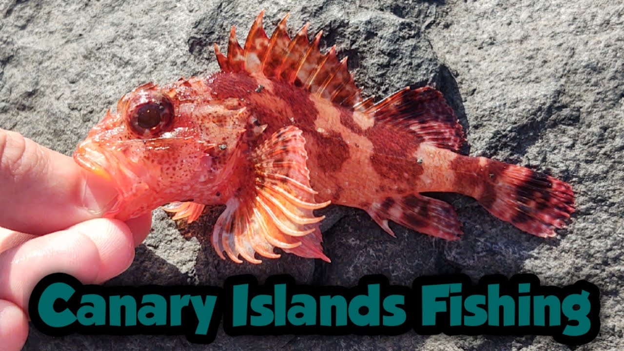 Light Rock Fishing (LRF) in Puerto del Carmen | Canary Islands Fishing