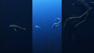 Bloop Vs Giant Sea Monster