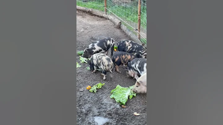 Cute kunekune piglets getting a treat from the market. #shorts #piglets #kunekune #homestead