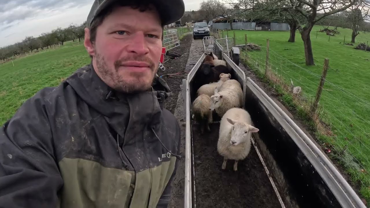 Whats wrong with black lambs??