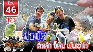 วิธีเพาะพันธุ์นกแก้วฟอฟัส เพื่อนรักสัตว์เอ้ย EP 46 (3/3)