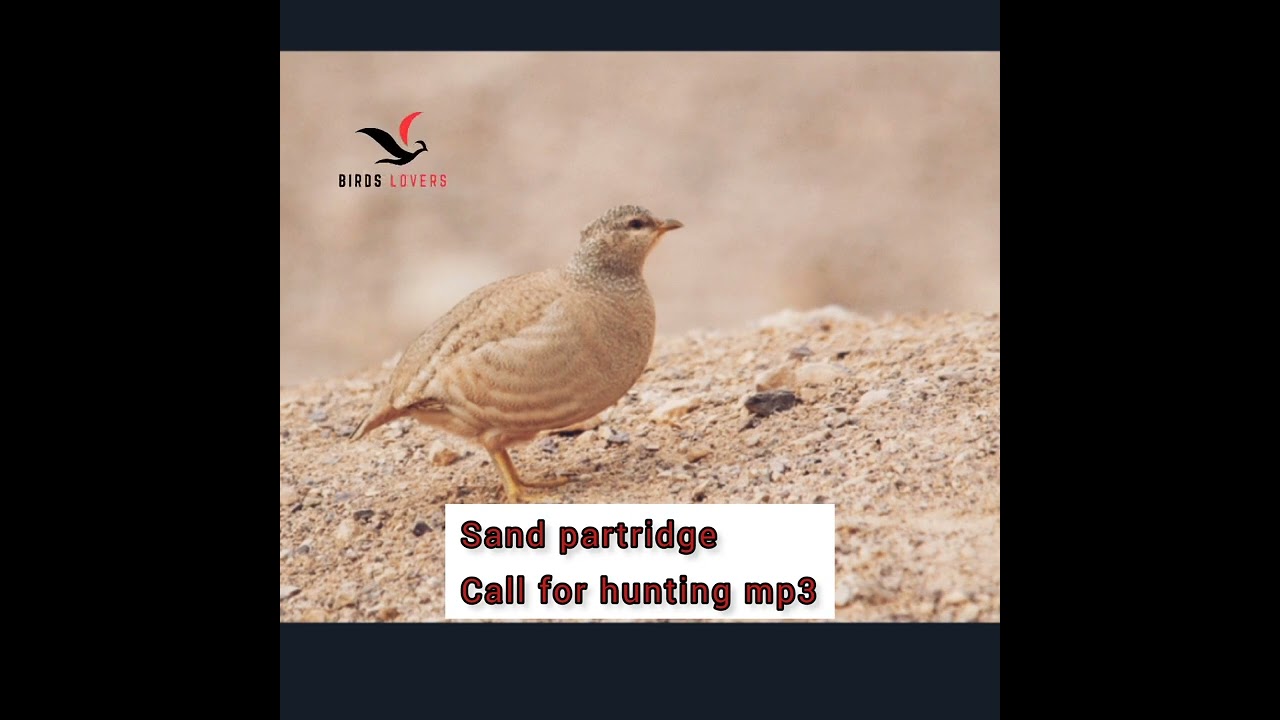 sand partridge sound for hunting mp3 | صوت طائر الحجل الرملي | صوت طائر الحجل العربي | en güzel dişi