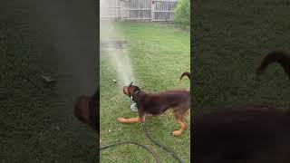 Sherlock In The Fight Of His Life With A Sprinkler