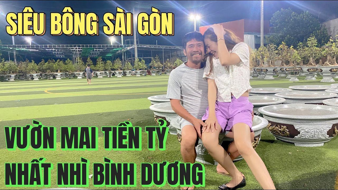 Phát cuồng vườn mai sân banh tiền tỷ Bình Dương gần ngàn gốc mai vàng tứ quý khủng ghép Siêu Bông SG