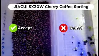 Wasting 30% of Coffee Cherries How Color Sorters Save Farm Owners Millions! #colorsorter