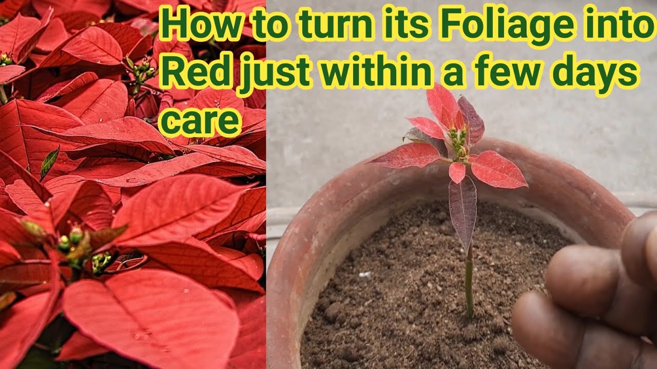 How to turn Poinsettia Foilage into Red just within a few days