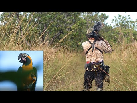 Cerrado Birding- Blue-throated Macaw quest: Barba Azul Nature Reserve, Bolivia